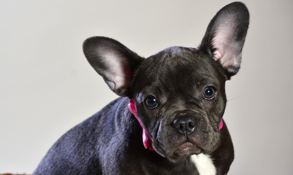 Blue French Bulldog