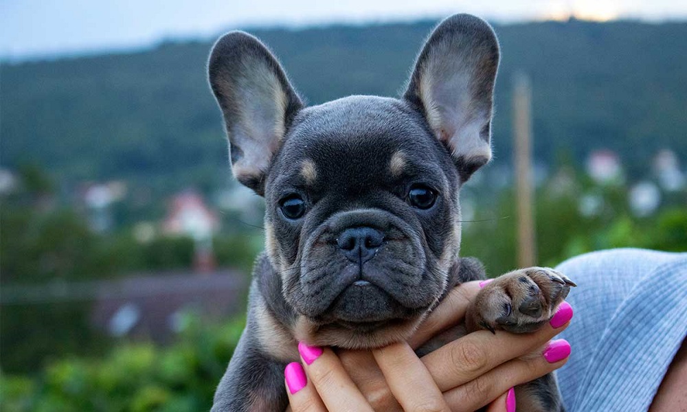 Blue and Tan French Bulldog