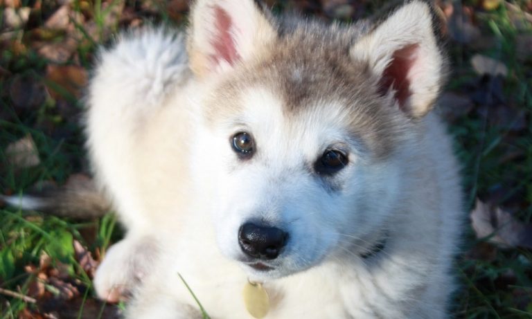 Alaskan Malamute Names for Your Beautiful Dogs – Pet Guide Reviews