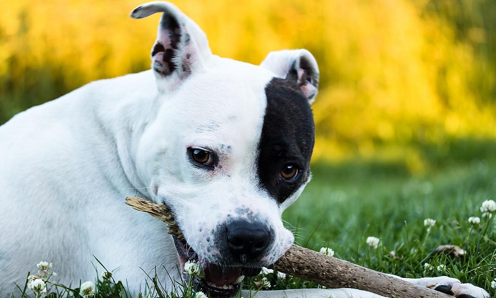 Brindle Boy Dog Names