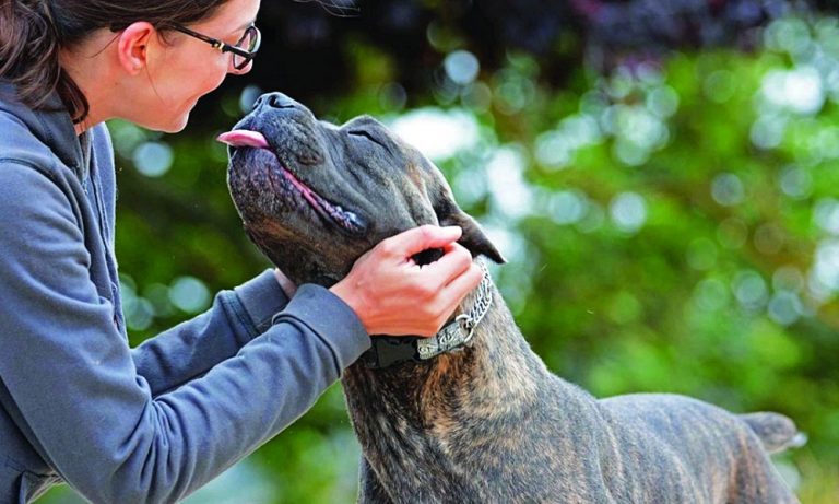 Brindle Dog Names: Finding the Right Fit for Your Pup