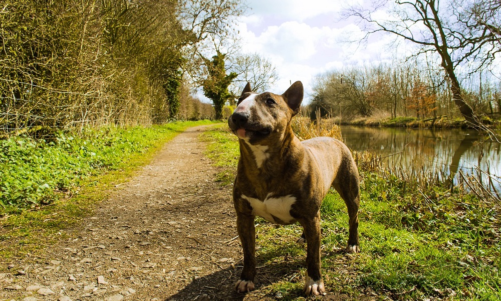 Brindle Dog Names Inspired by Nature