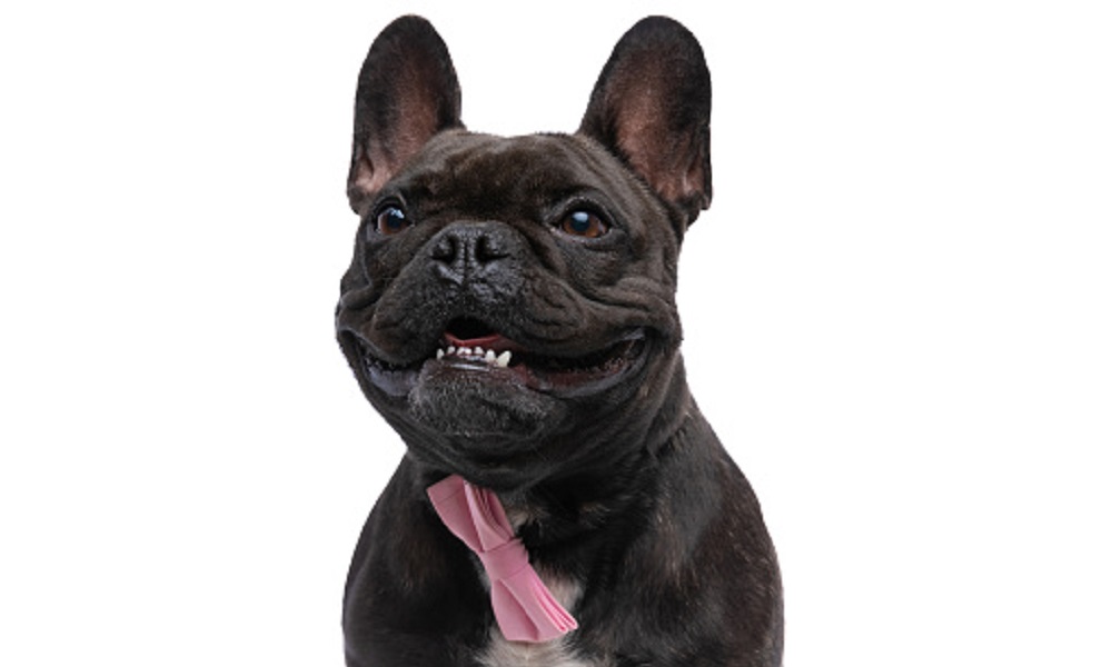 Brindle French Bulldog