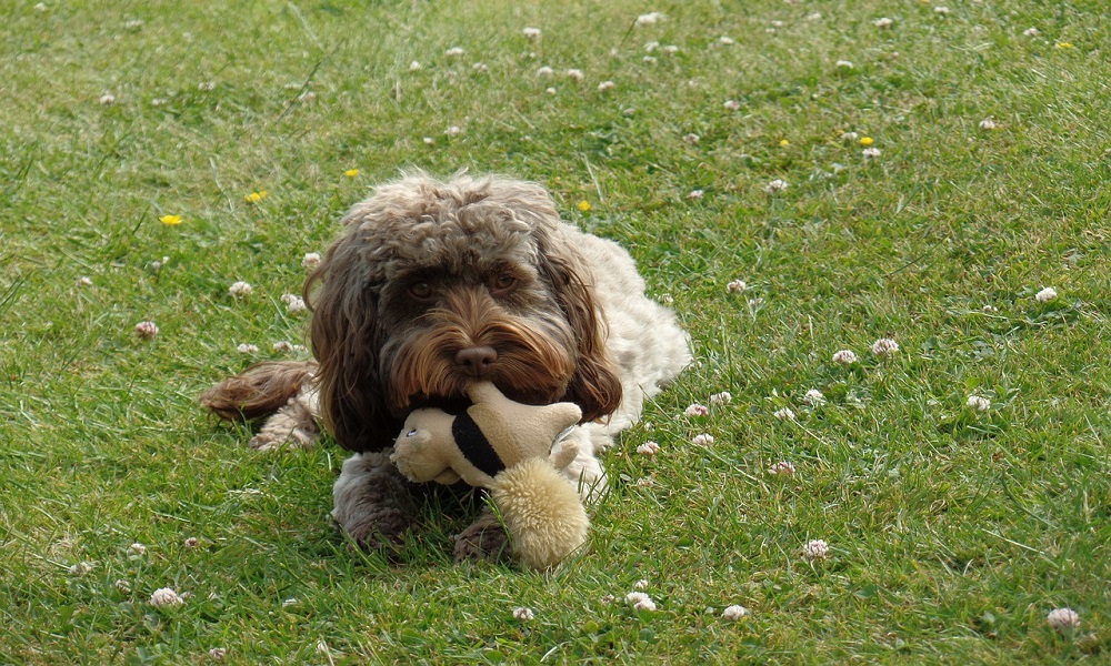 British Cockapoo Names