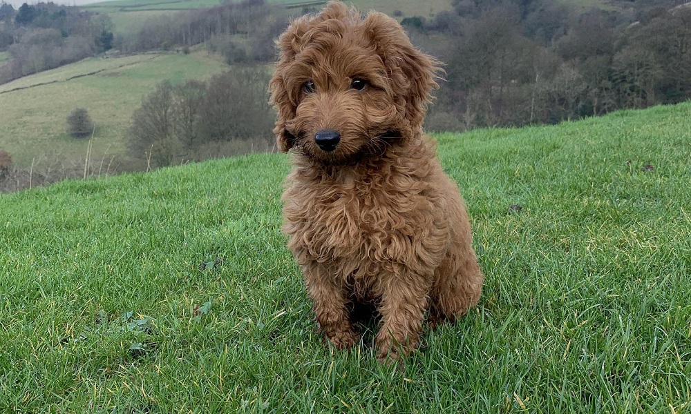 Chocolate Cockapoo Names