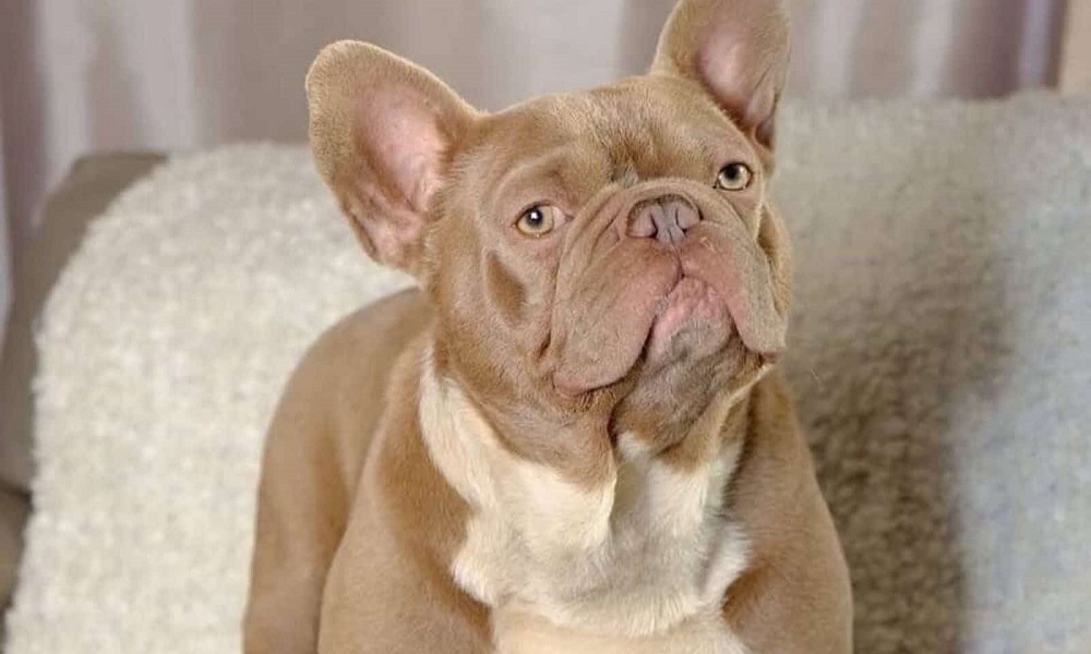 Chocolate French Bulldog