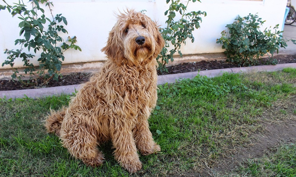 Chocolate Labradoodle Names