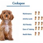Cockapoo Names