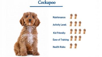 Cockapoo Names
