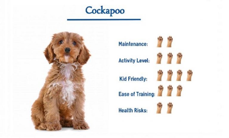 500+ Cockapoo Names: Find Your Favorite One