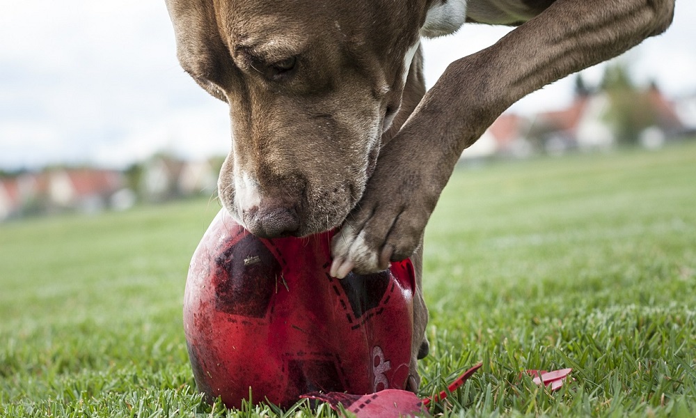 College Football Dog Names