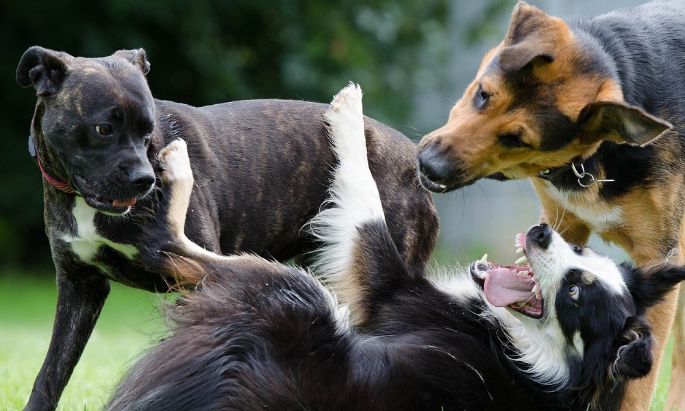 Color Based Brindle Dog Names