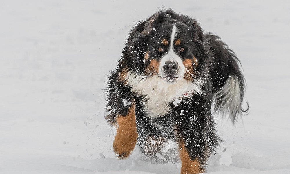 Cool Bernese Mountain Dog Names