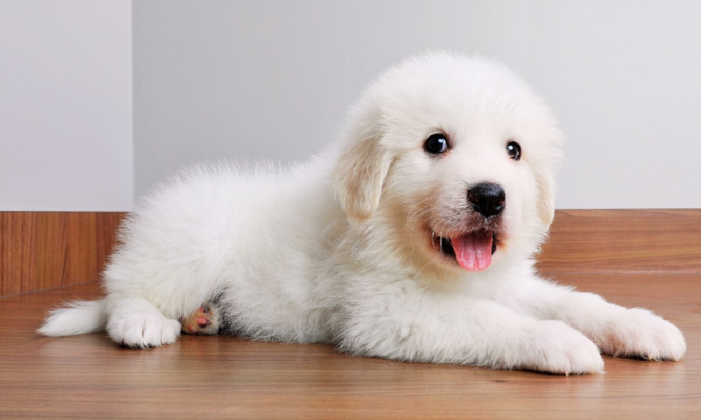 Cool Great Pyrenees Names