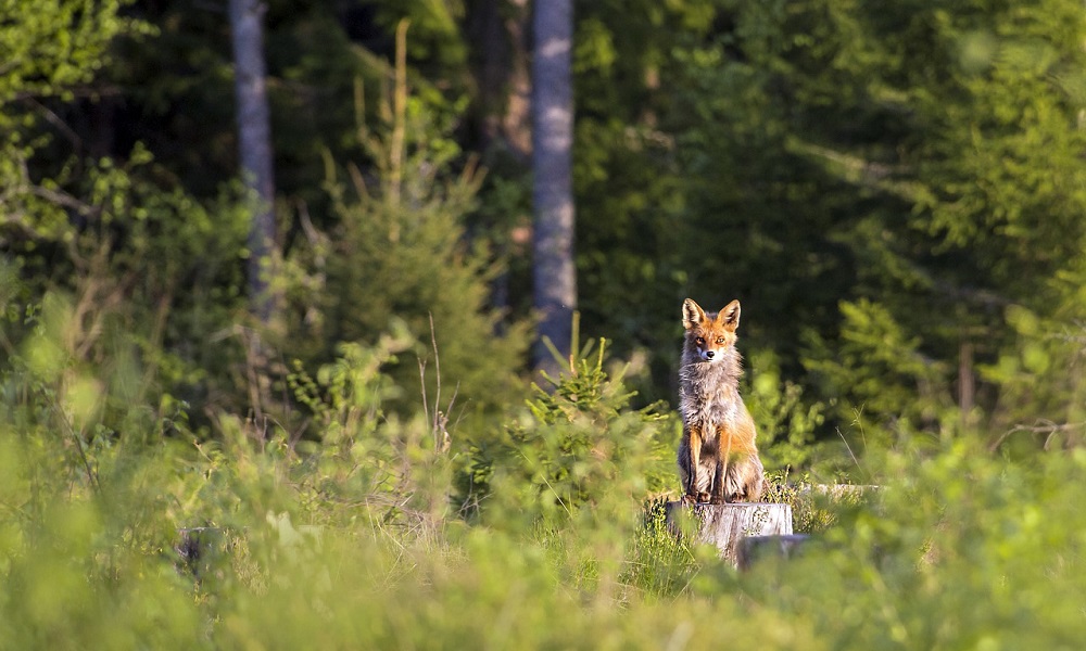 Cool Wolf Names