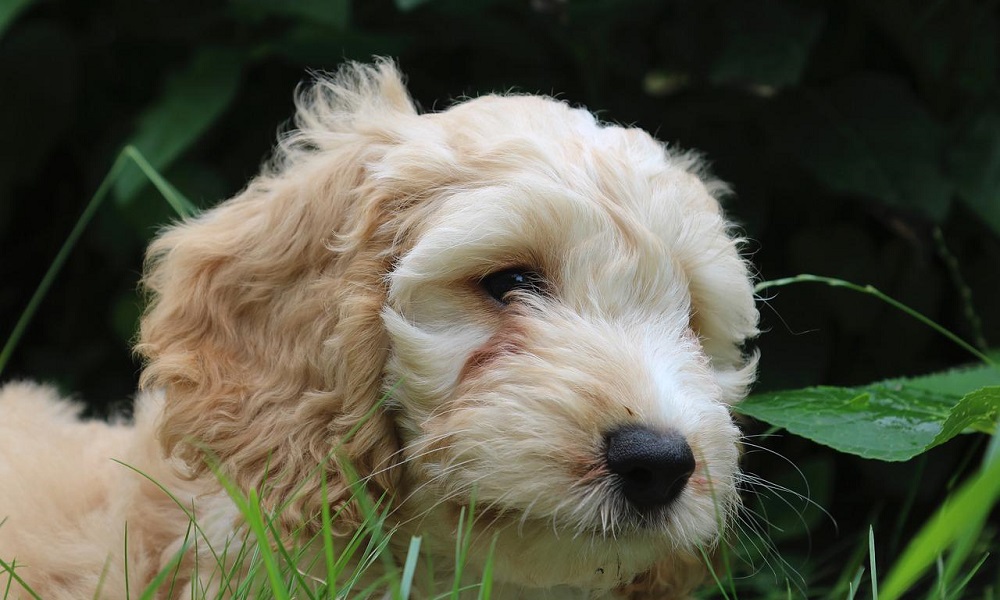 Cream Cockapoo Names