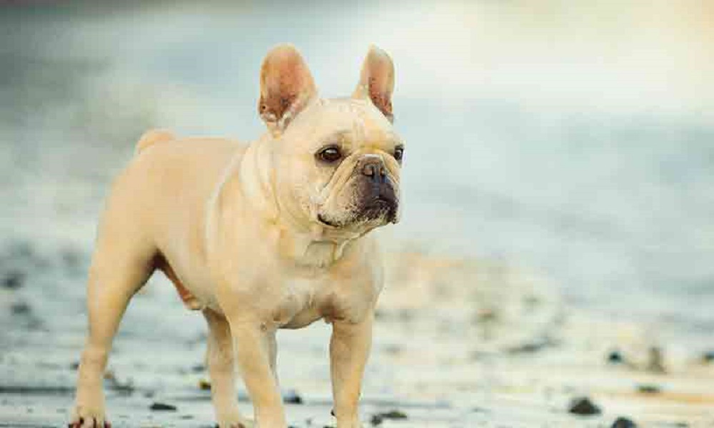 Cream French Bulldog