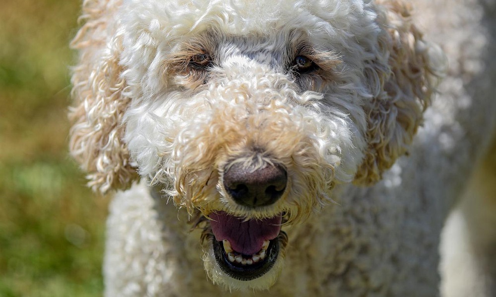 Curly Labradoodle Names