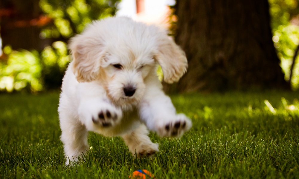 Cute Baseball Dog Names