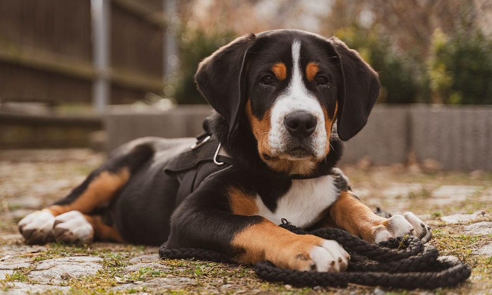 Cute Bernese Mountain Dog Names