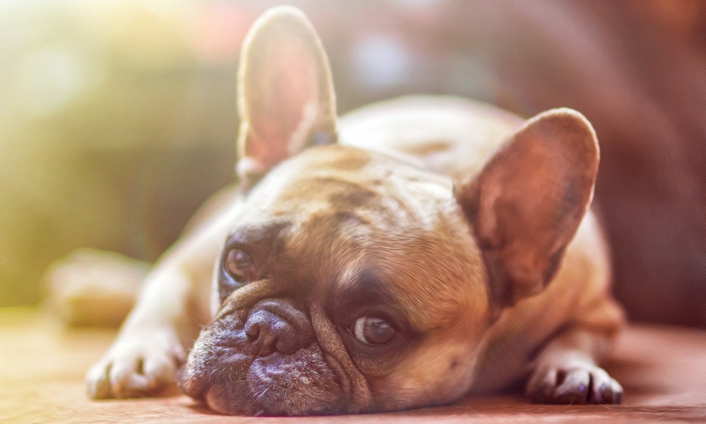 150 Fat Dog Names That Perfect For Your Pup Pet Guide Reviews