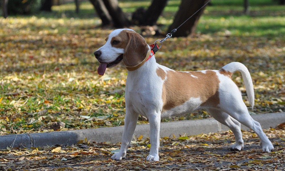 Cute Hound Dog Names