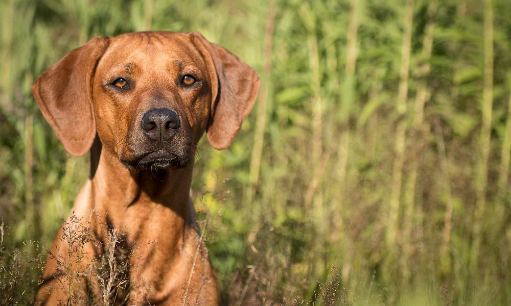 Exotic Dog Names Inspired by African Heritage