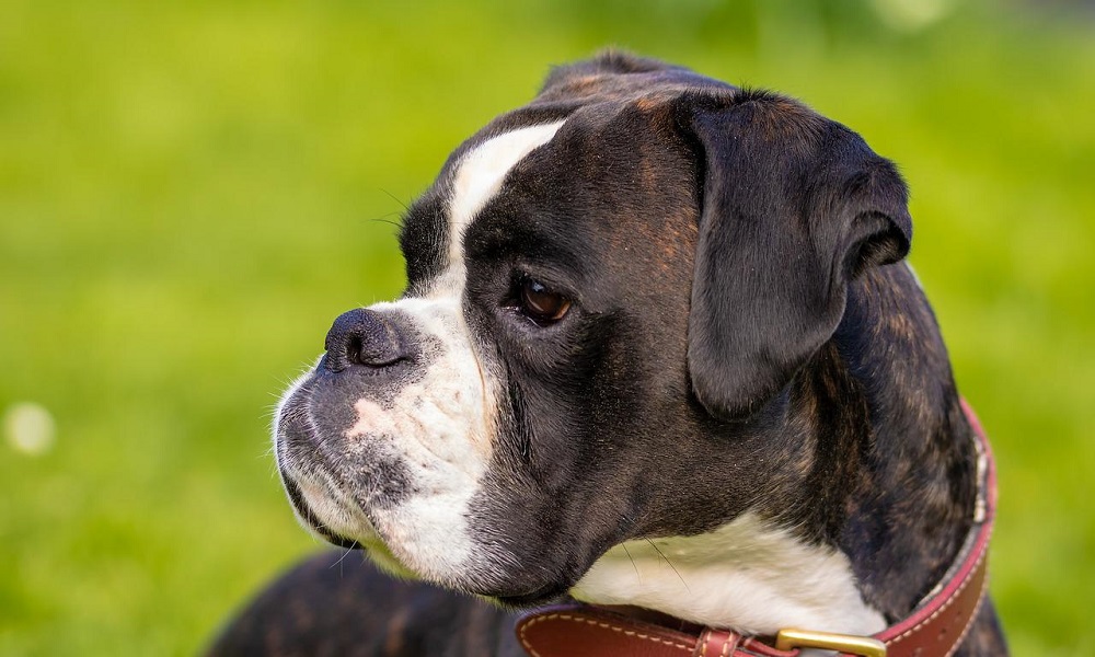 Fat Black Dog Names