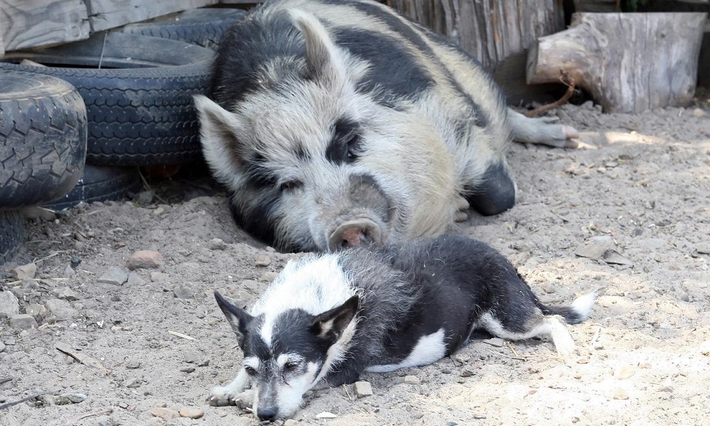 Fat Dog Names Based on Other Animal