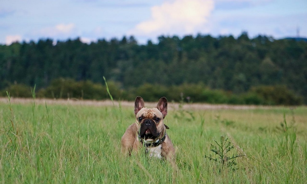 Fawn French Bulldog