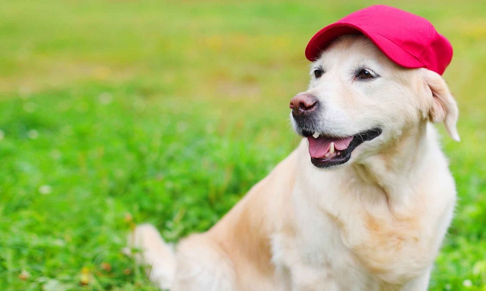 Female Baseball Dog Names