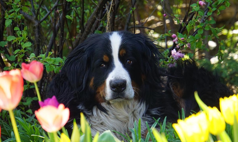 Female Bernese Mountain Dog Names