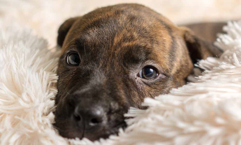 Female Brindle Dog Names