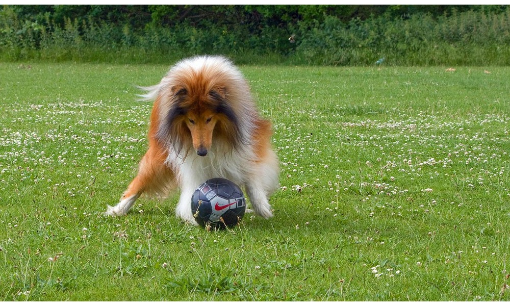 Female Football Dog Names