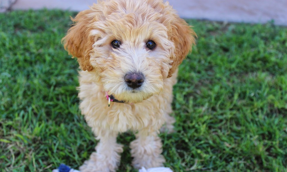 Female Labradoodle Names