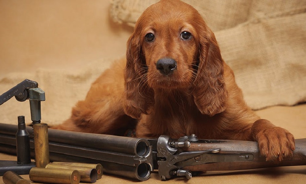 Fictional Firearms Inspired Dog Names