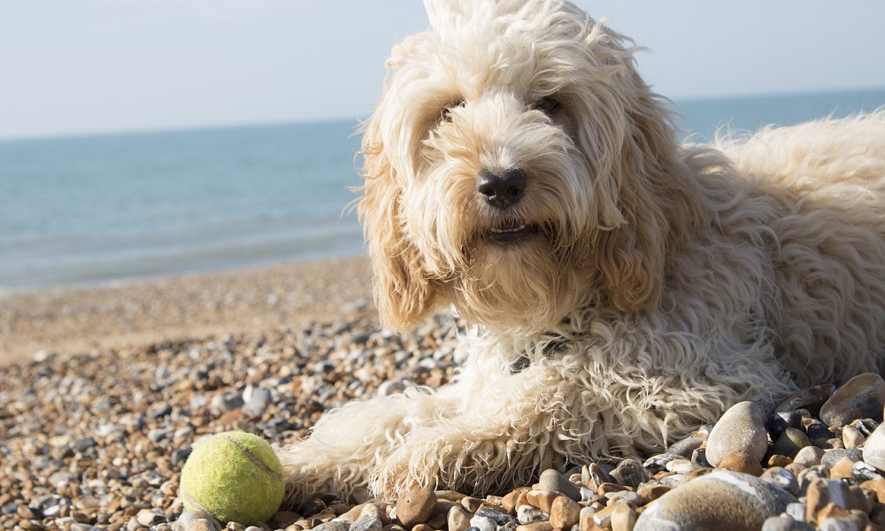 Fluffy Cockapoo Dog Names