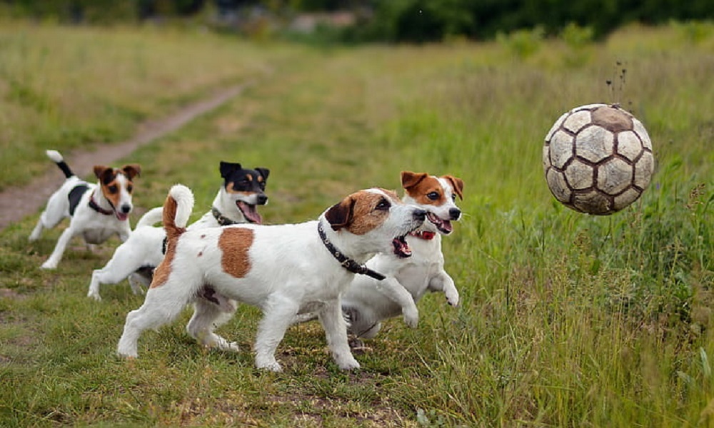 Football Team Dog Names