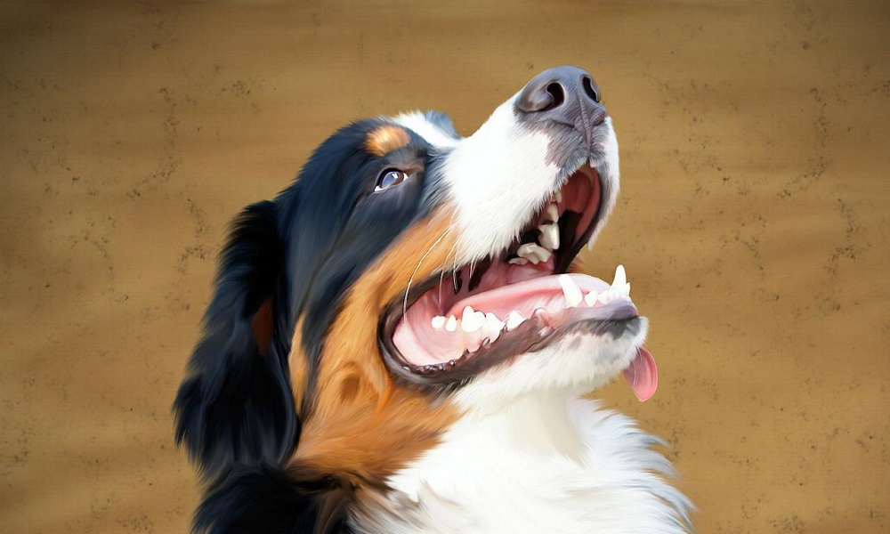 Funny Bernese Mountain Dog Names