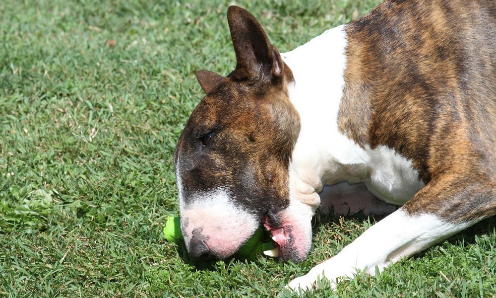 Funny Brindle Dog Names