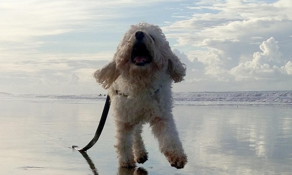 Funny Labradoodle Names