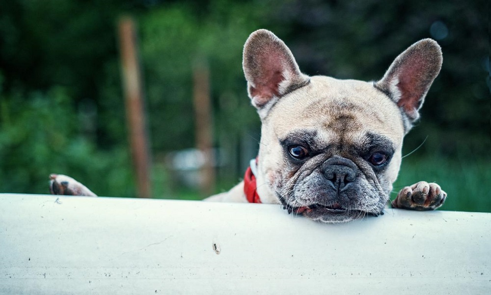 Furry French Bulldog