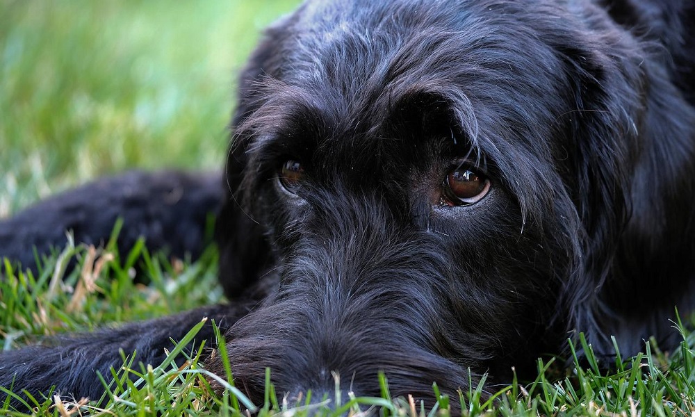 Gender-Neutral Labradoodle Names