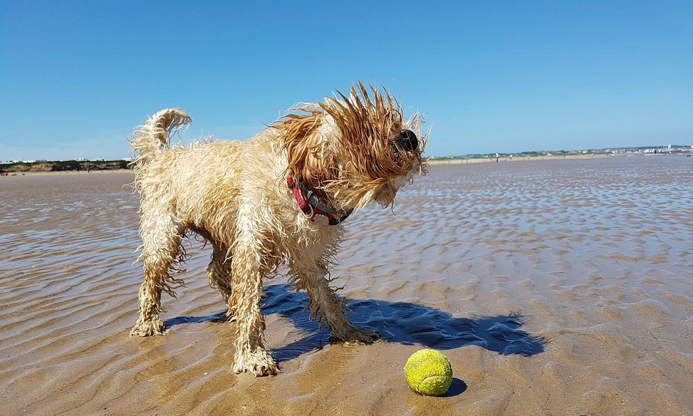 Golden Cockapoo Names