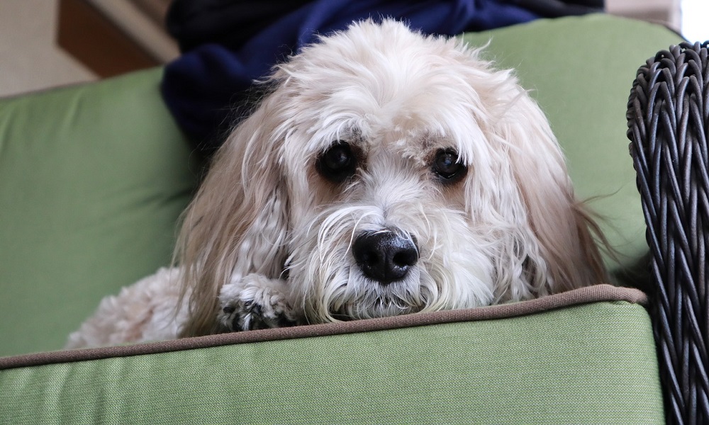 Good Cockapoo Names