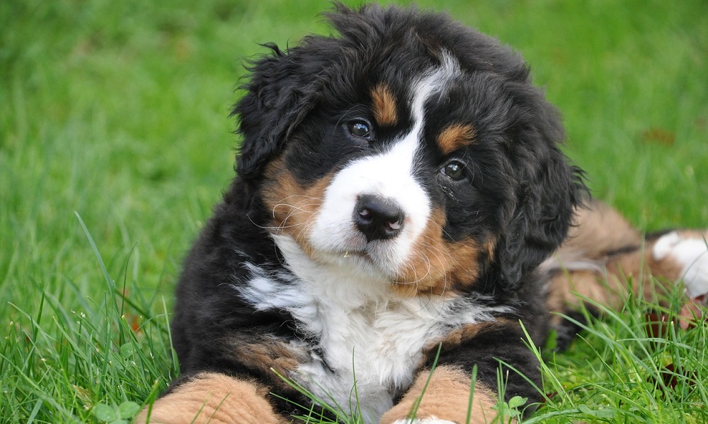 Good Names for Bernese Mountain Dogs