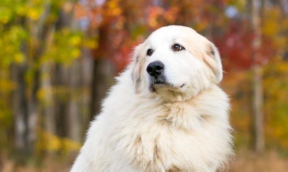 Great Pyrenees Female Names