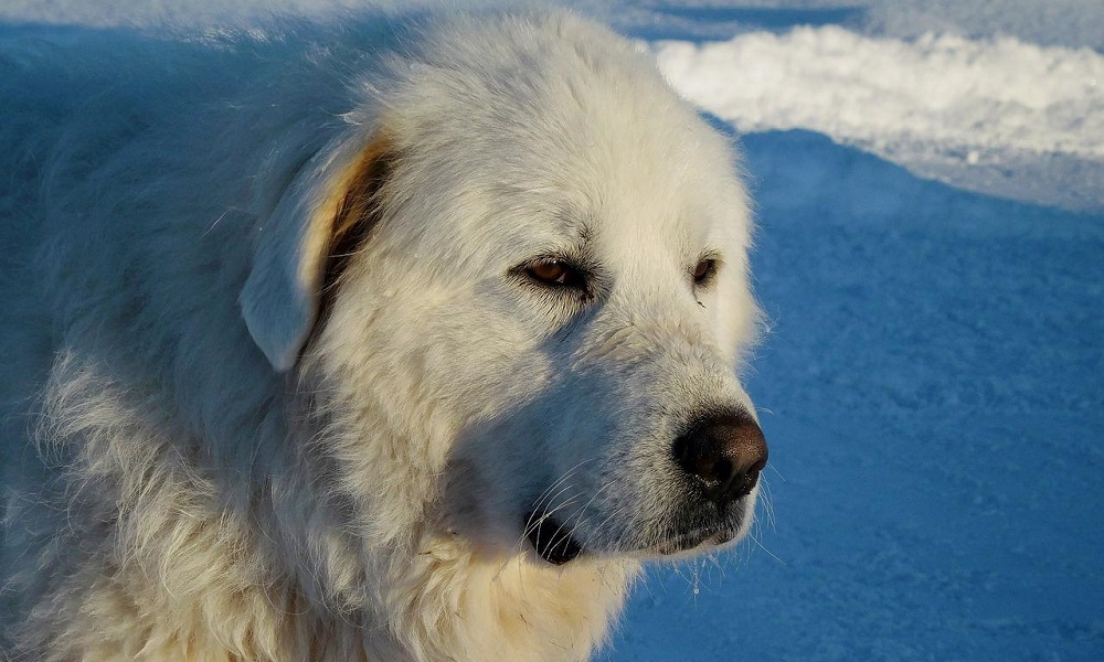 Great Pyrenees Male Names