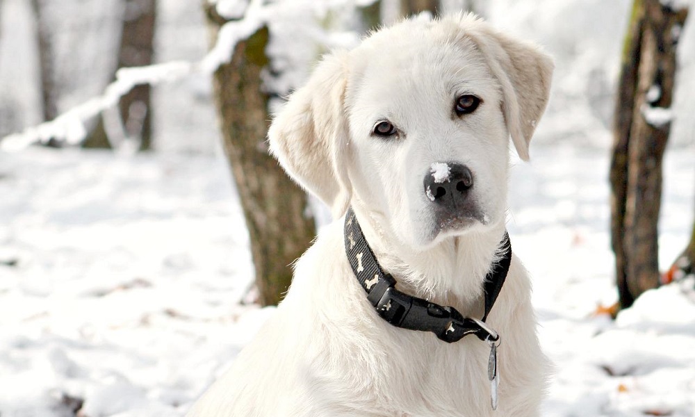 Great Pyrenees Names Inspired by Color