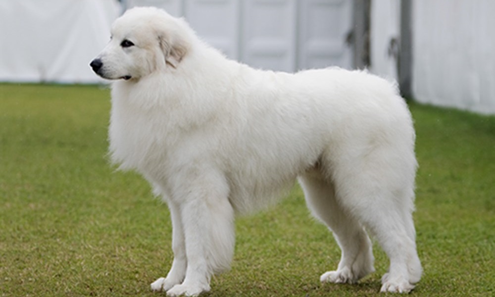 Great Pyrenees Names Inspired by Mountains